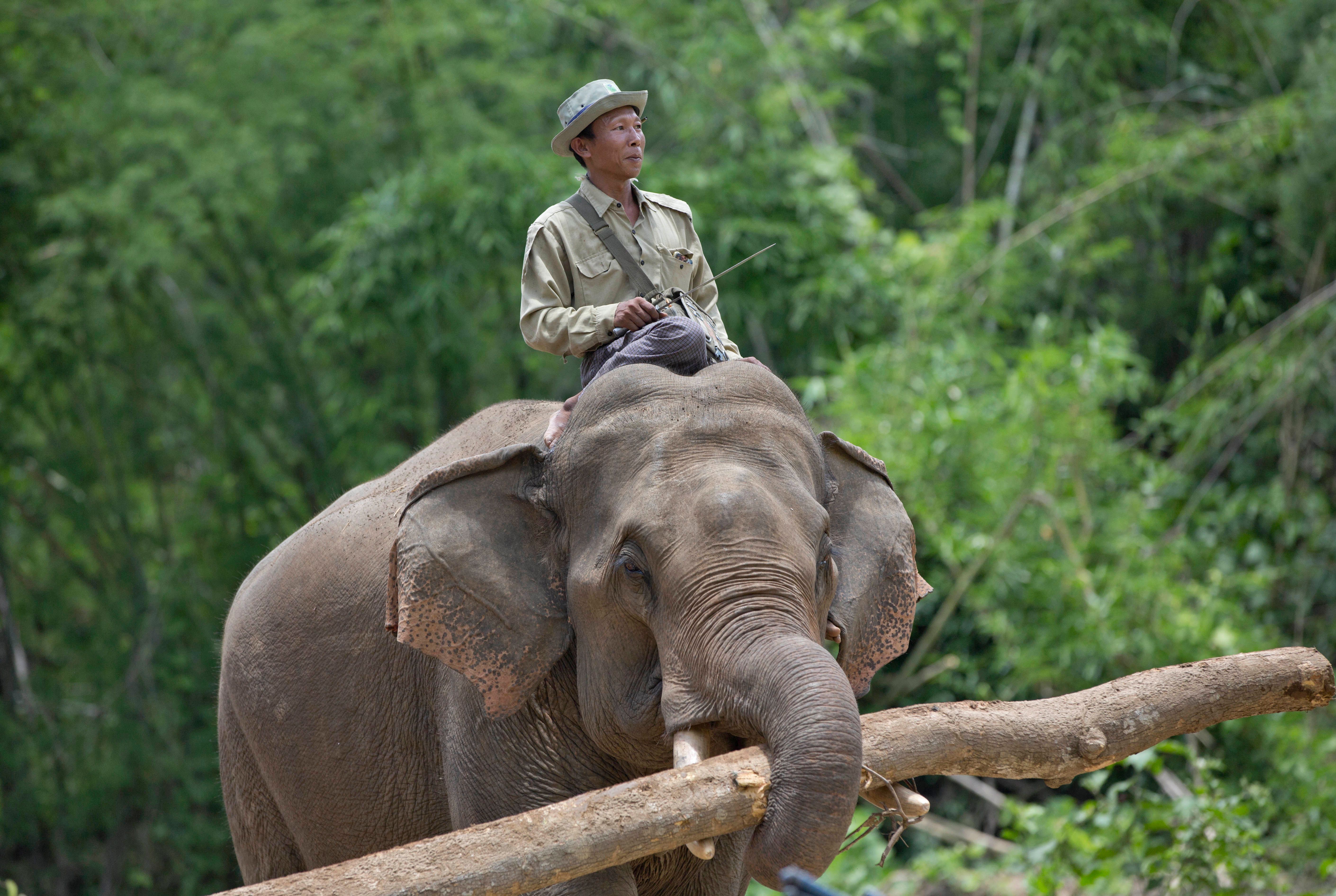 Steaming elephant piss Photos