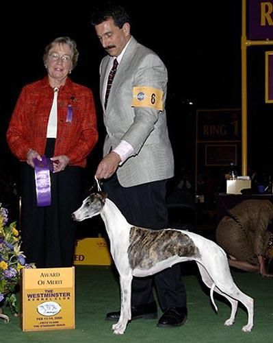 Whippet world best sale