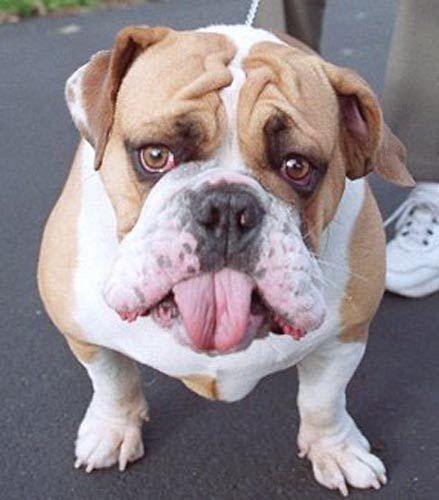 English bulldog breeders pacific sales northwest