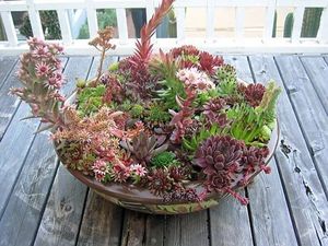 Bringing a bit of the desert to the Rainy City | The Seattle Times