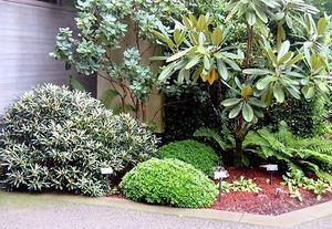 Our omnipresent rhododendron does it all, all year round | The Seattle Times