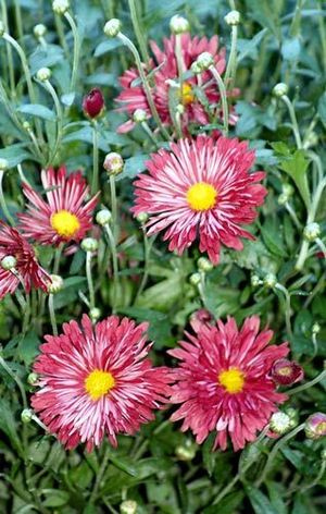 Chrysanthemum Small Wonder