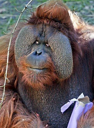 P.orangutan OC 子株付き Woodland Park Zoo's orangutan twins turn 40 | The Seattle Times