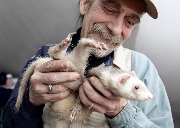 Ferret shelters 2024 near me