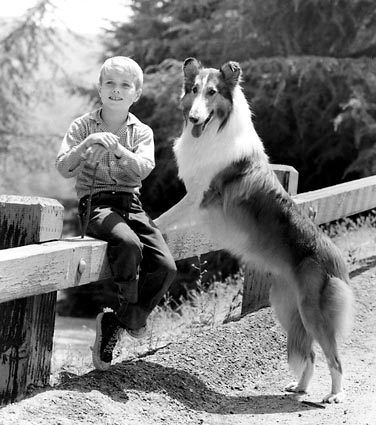 Jon provost hot sale lassie