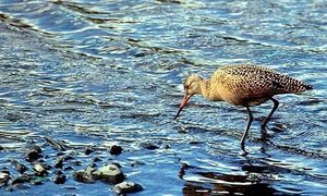 Birders' Top Spots: Dungeness Bay | The Seattle Times