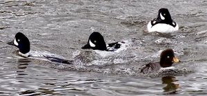 Barrow's goldeneye  Washington Department of Fish & Wildlife