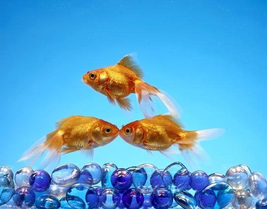 Best fish hotsell for bowl aquarium