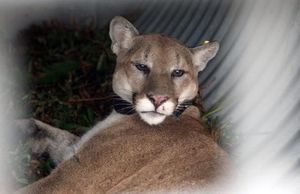 Mountain Lions are so scared of humans that the sound of talk radio sends  them running