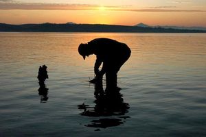 Photographer Kelley Balcomb-Bartok of Renton took this photo on eastern shore of Camano Island of her father at dawn harvesting oysters.