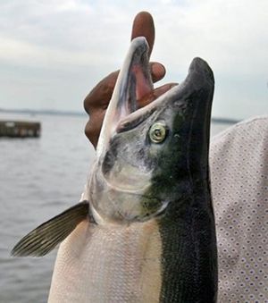 The last sockeye fishery on Lake Washington was in 2006.