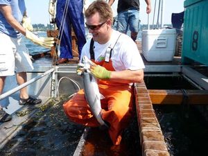 Careful fishing helps pink salmon find foodie fans