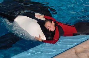 Sea World whale grabs, kills experienced trainer | The Seattle Times