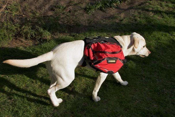 Can do canine gear for town and trail The Seattle Times