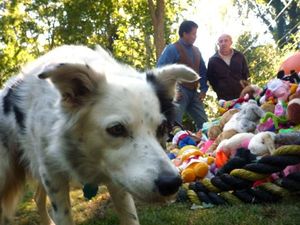 Genius dogs' can learn names of more than 100 toys, study finds, Animal  behaviour