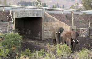 Happy Is an Elephant. Is She Also a Person? - The Atlantic