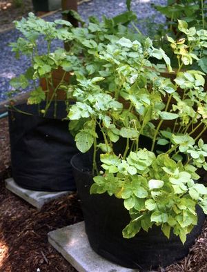 Planting potatoes in bags 