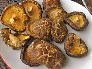 Grinding Mushroom Tips