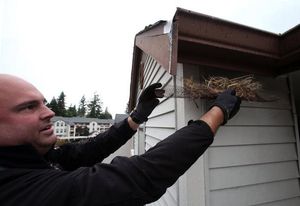 Rodent Control in Everett: Protecting Your Home and Business