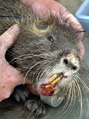 Living with wildlife: Rats  Washington Department of Fish & Wildlife