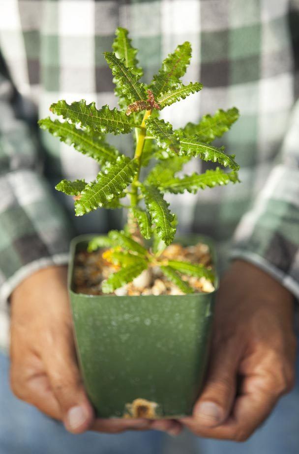 Replicating a (slightly plantable) gift of the Magi | The Seattle