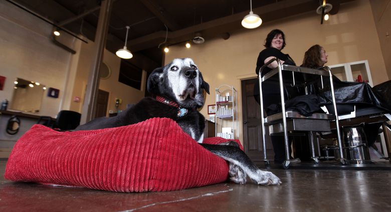 Beloved hospital therapy dog 'Tucker' dies