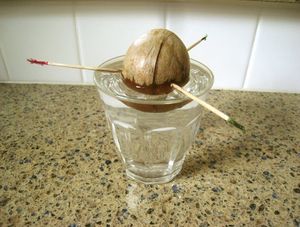 Tips on turning an avocado seed into a plant | The Seattle Times