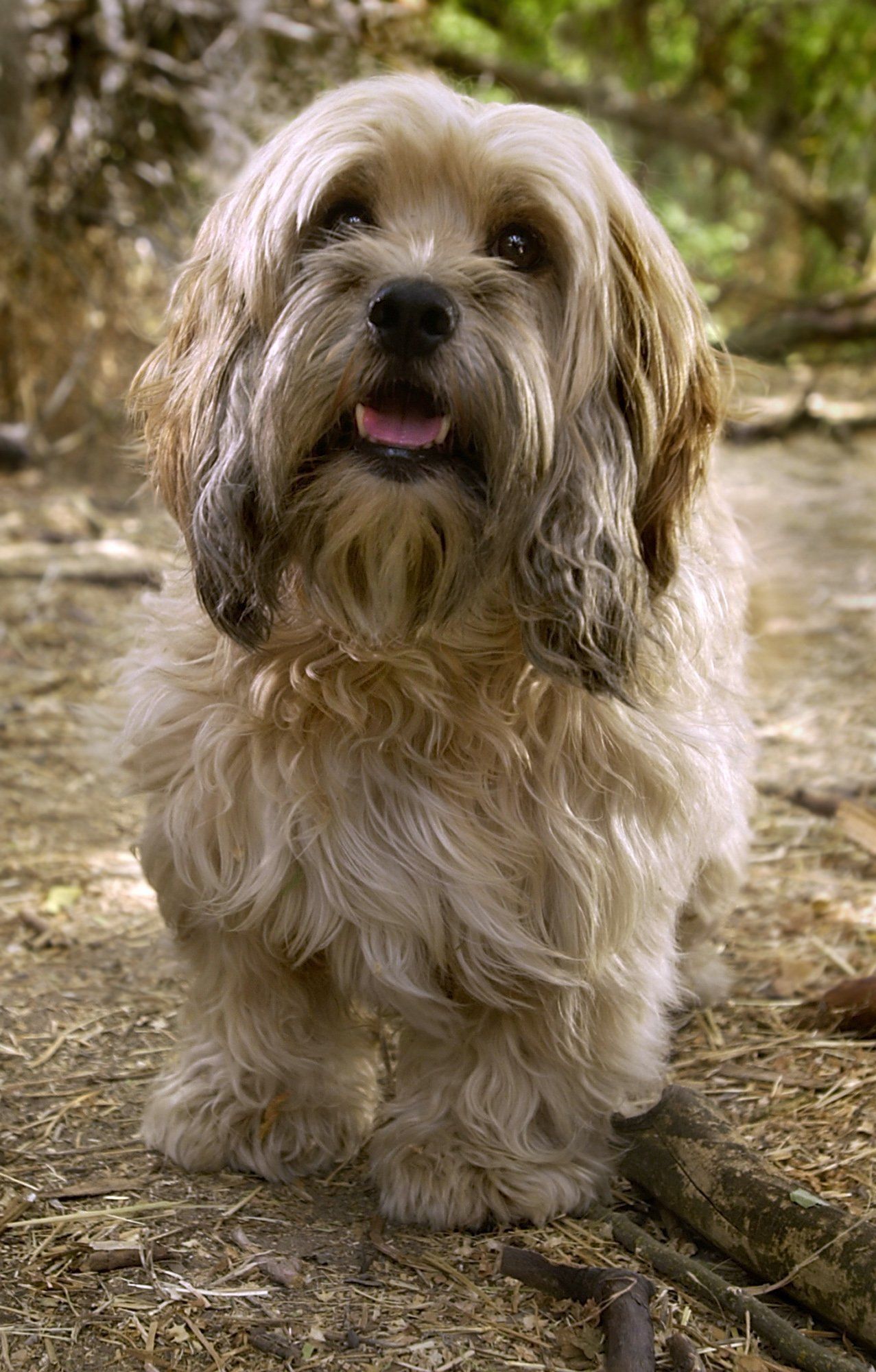 Dogs that store look like benji