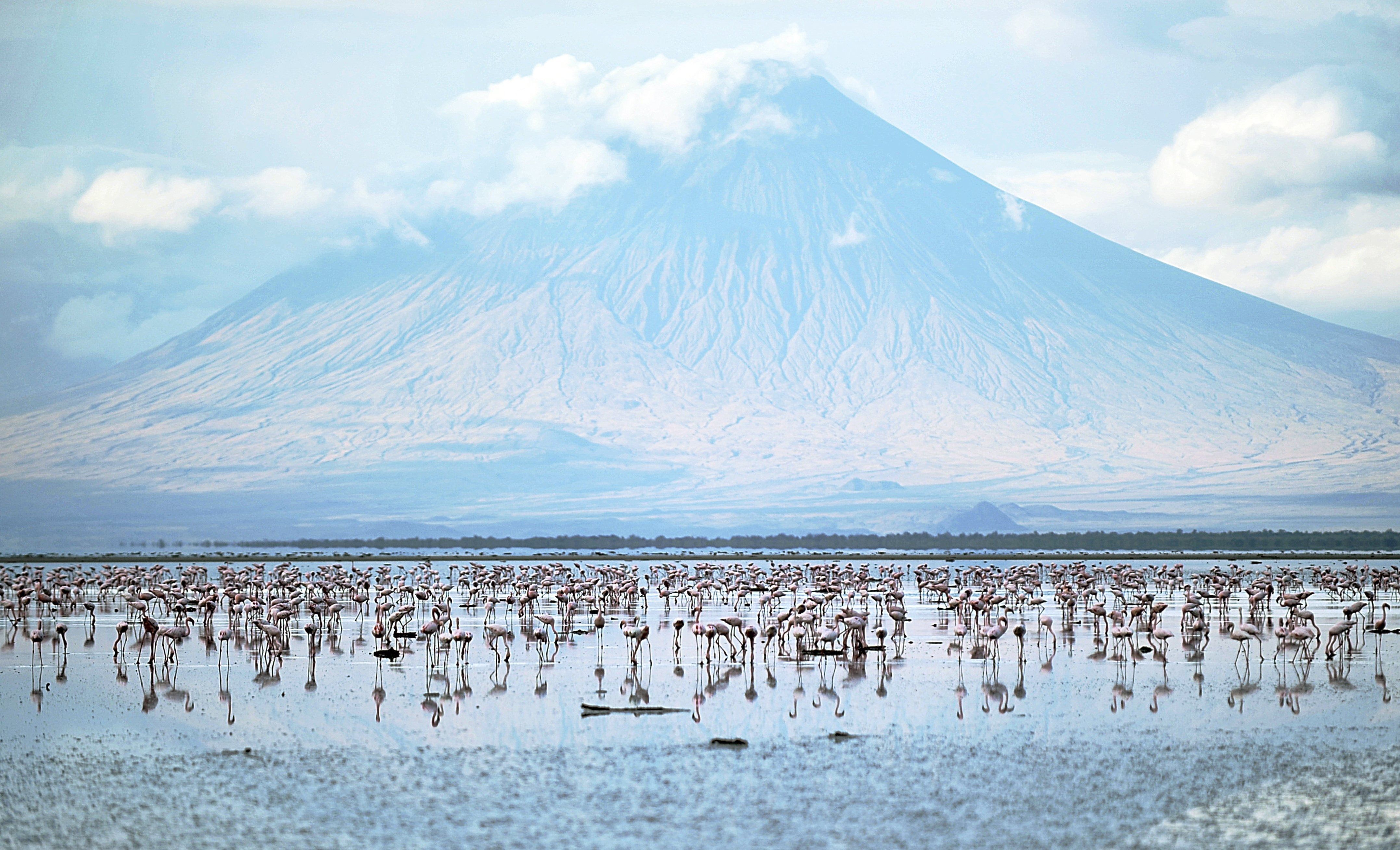 Flamingoes flock to Tanzania's Lake Natron | The Seattle Times