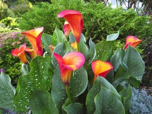 Calla Lilies Add Tropical Punch To
