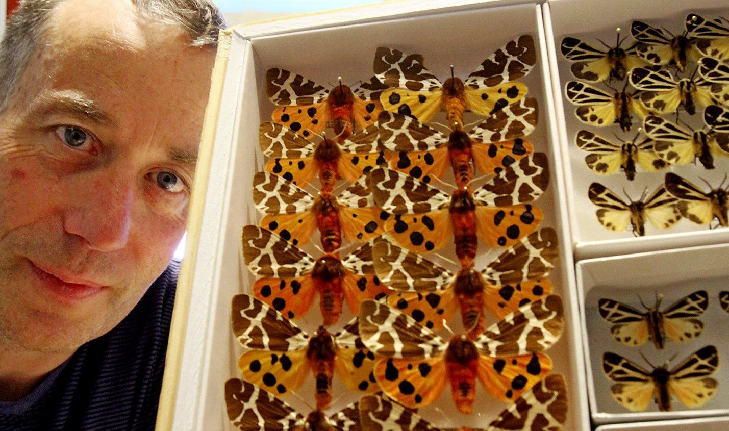 Moths hold the spotlight in first comprehensive guide to Northwest