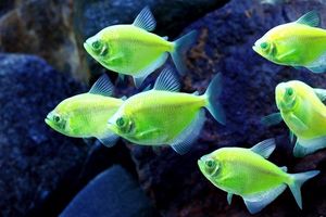 What Are Glofish?