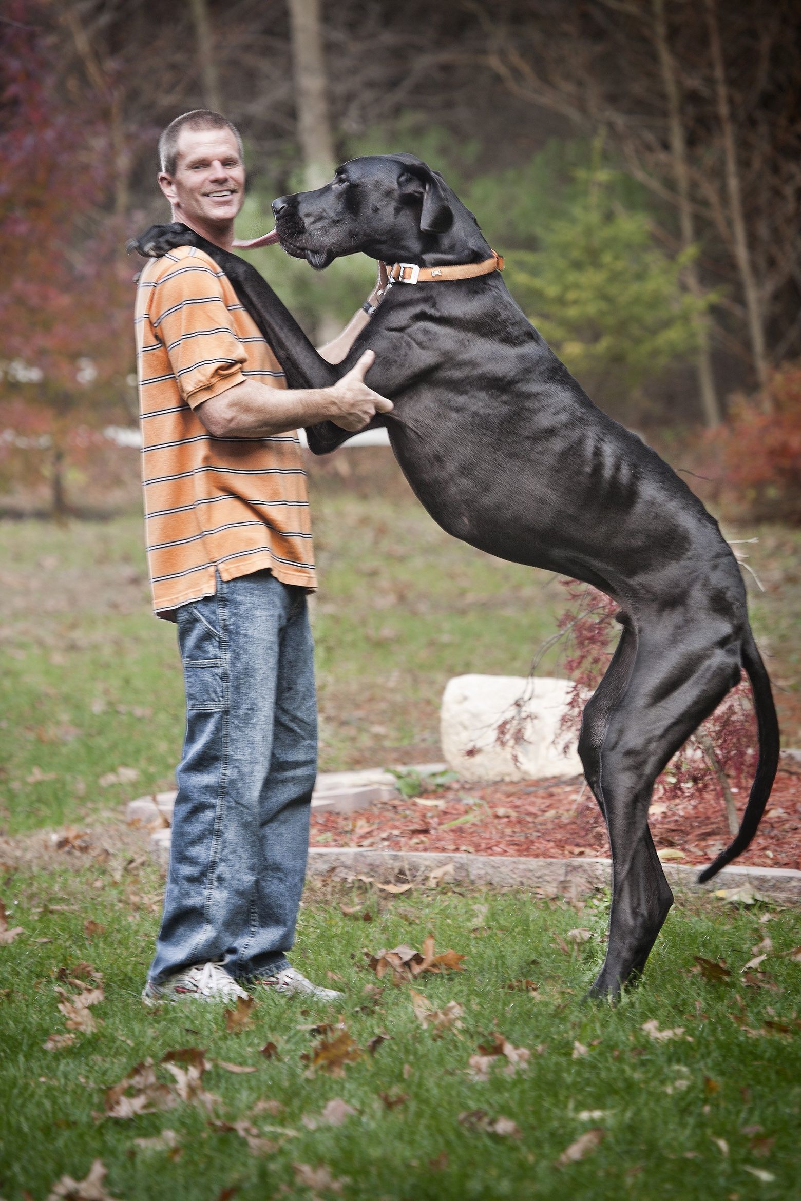 the biggest dog in the world