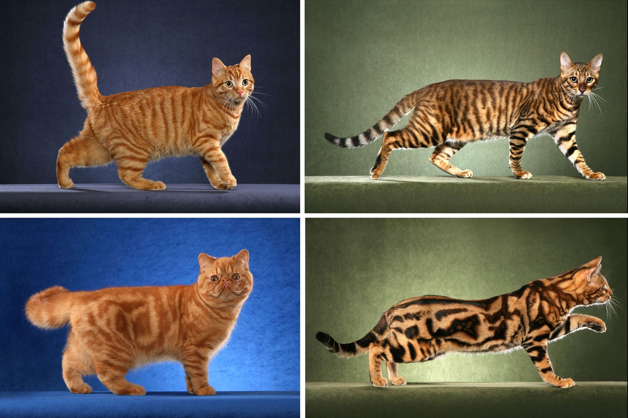 How the Cat Gets Its Stripes: It's Genetics, Not a Folk Tale - The