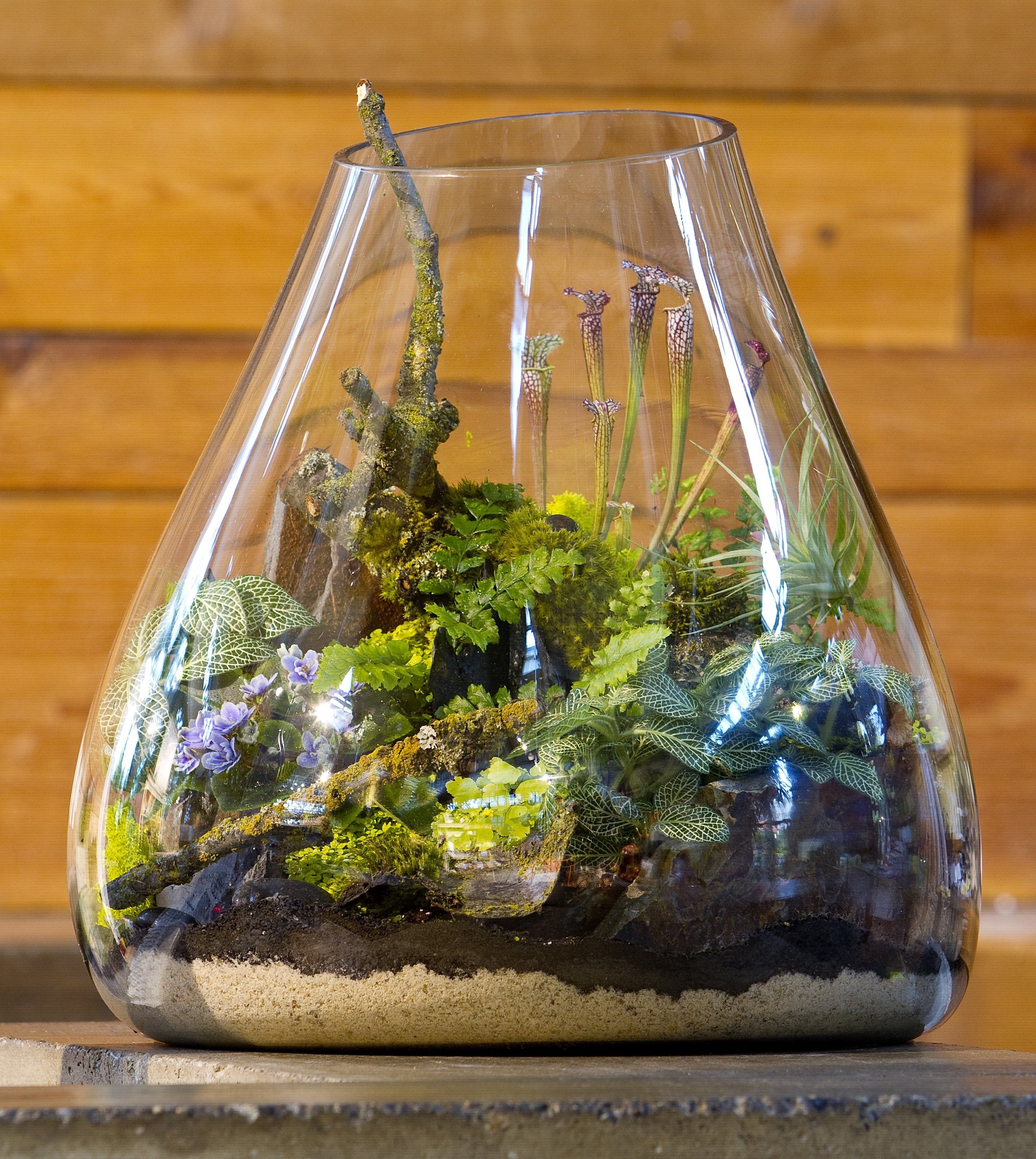 New terrariums offer tiny visions of larger worlds | The Seattle Times