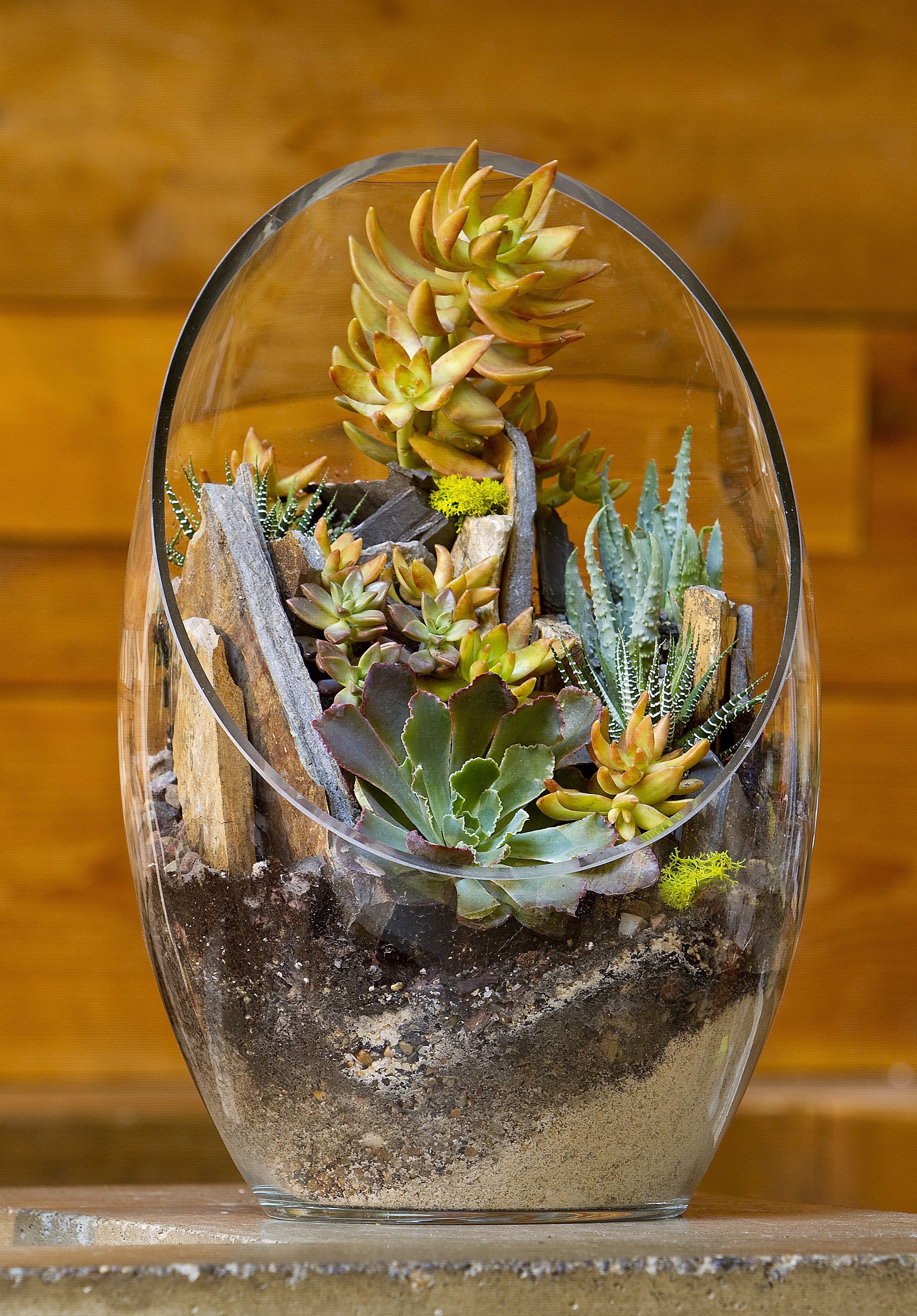 New terrariums offer tiny visions of larger worlds | The Seattle Times
