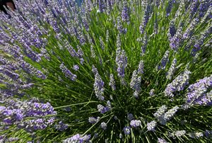 Divided we fall: Better to transplant, not split, lavender | The Seattle  Times