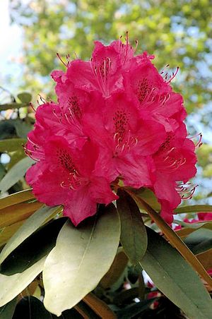 April fertilizer brings happy May azaleas and rhodies | The Seattle Times