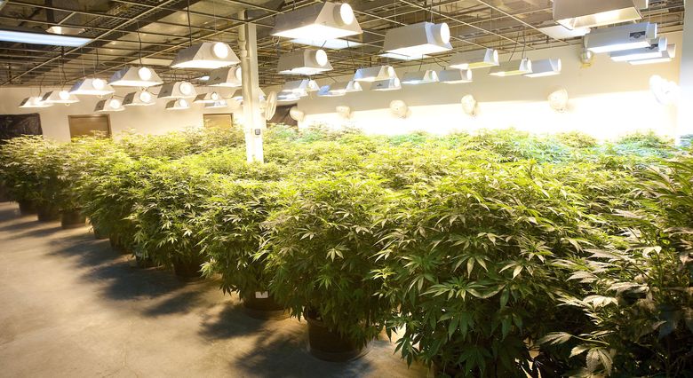 Indoor pot production leaves giant carbon footprint | The Seattle Times
