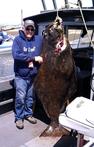 where to catch halibut in Sequim  SquidPro Tackle's Halibut Fishing  Chronicles
