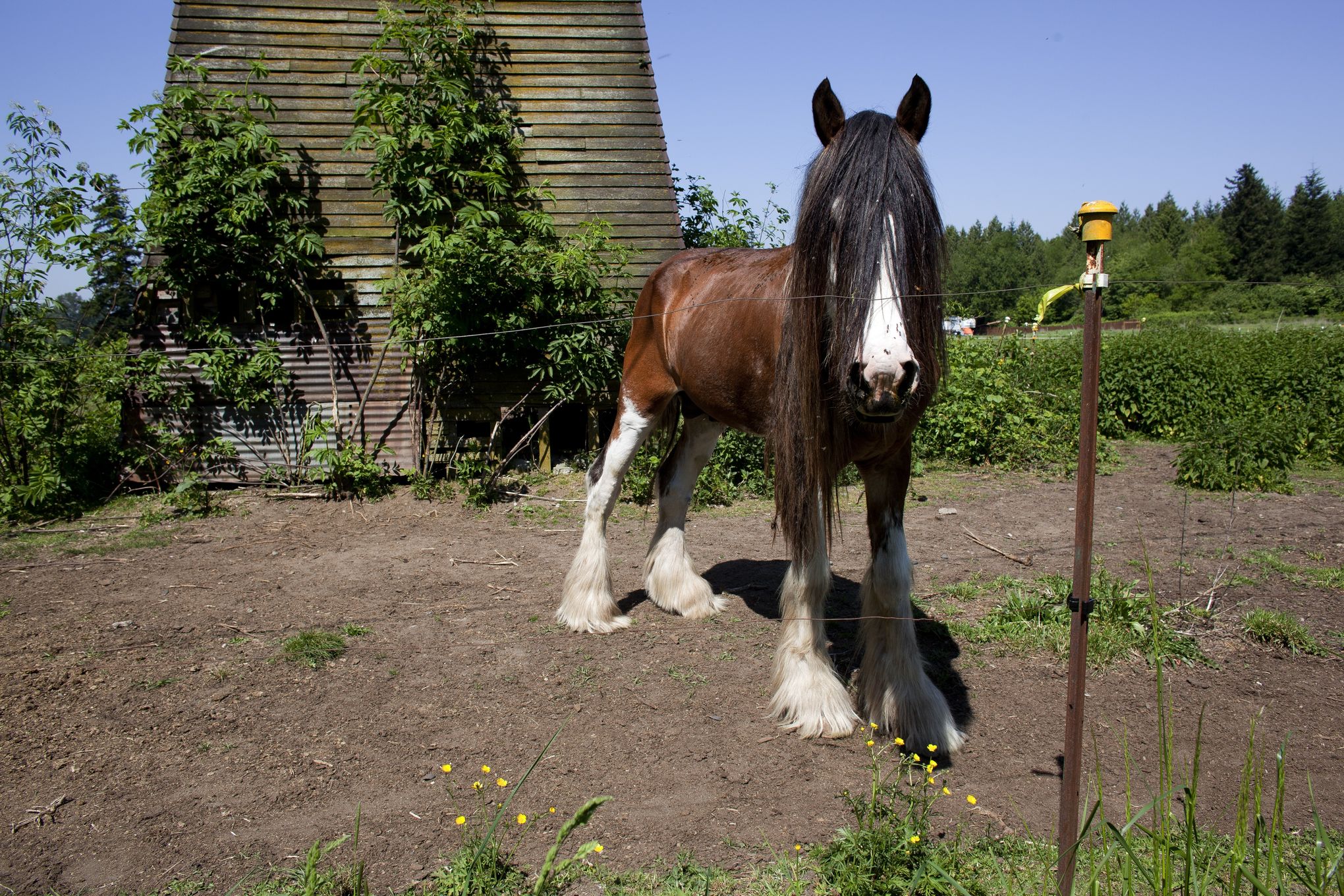 Put on you bucket list – See the Clydesdale at least once in your