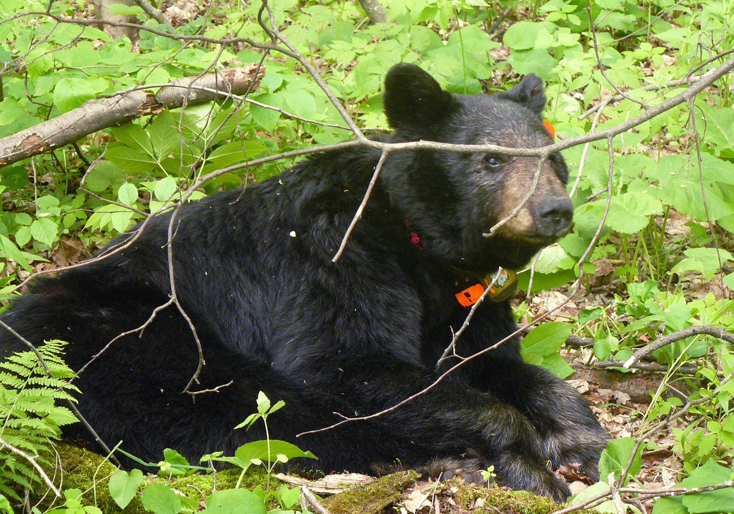 World s oldest wild bear dies in Minnesota forest The Seattle Times