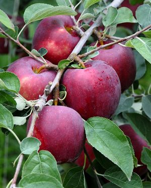 Minnesota Secretary Of State - State Fruit - Honeycrisp Apple