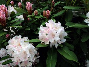 Fertilizing rhodies, growing watermelon in a container | The Seattle Times