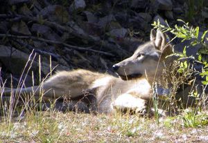 A gray wolf rests on the Colville Indian Reservation near Nespelem, Okanogan County. Eight conservation groups recently petitioned the state Department of Fish and Wildlife asking livestock producers to exhaust nonlethal measures to prevent wolf depredations.