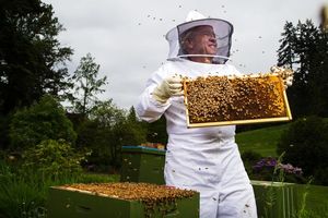 How to become a backyard beekeeper - The Washington Post