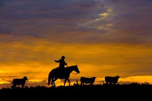 Vintage Western Cowboy Cattle Round Up Chasing a Steer Wrapping