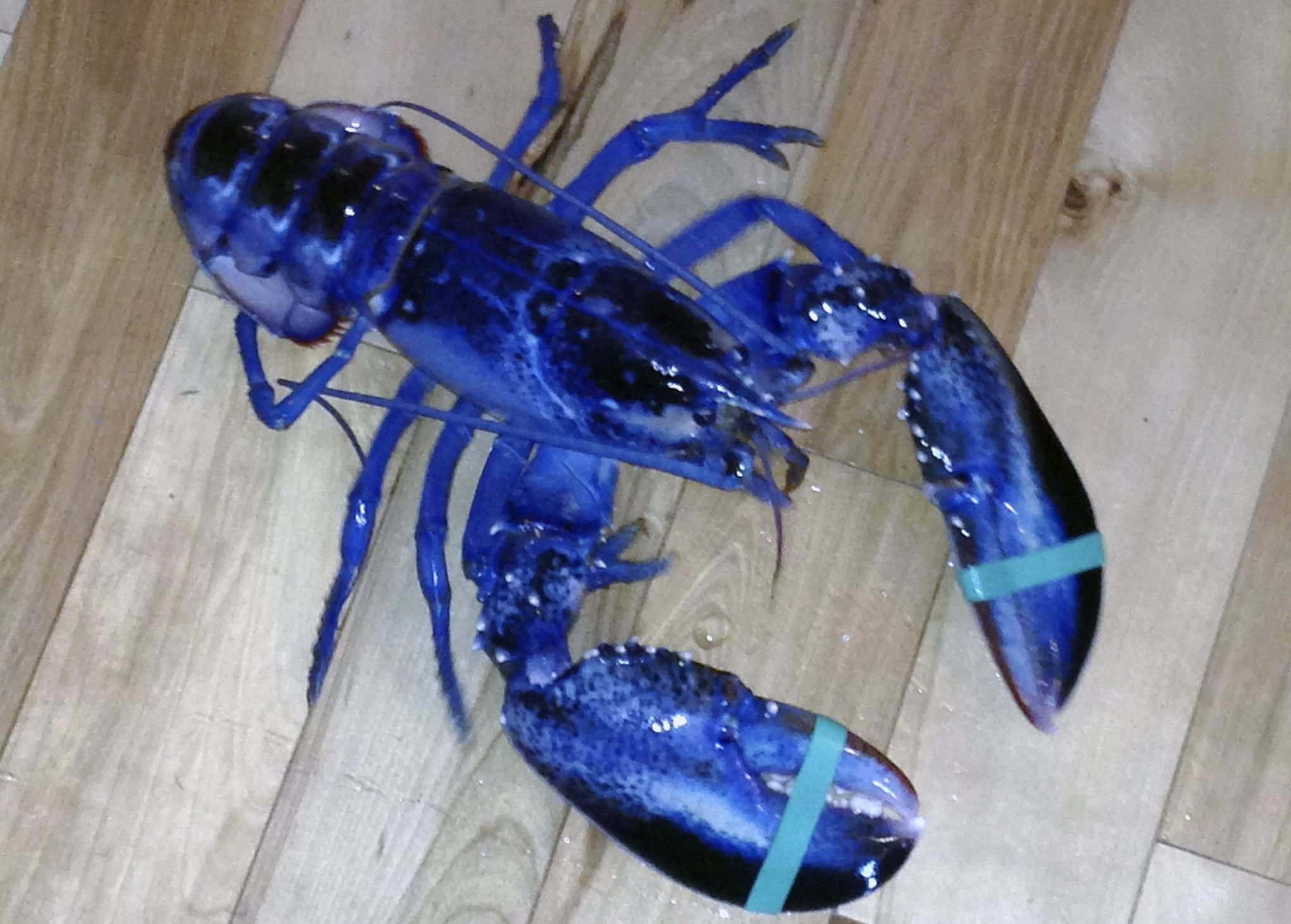 Blue American Lobster