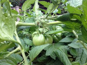 How to Grow Brandywine Tomatoes