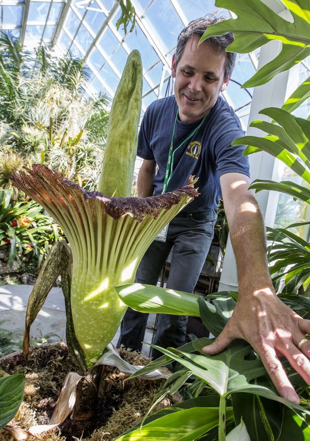 Giant, smelly flower finally puts on show at Volunteer Park | The